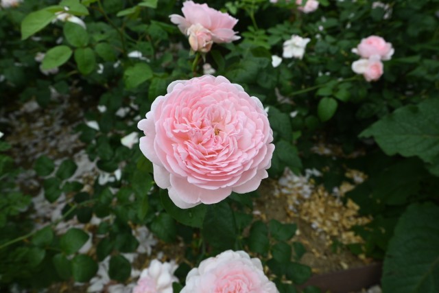 rose_250521_01
