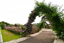 rose_250521_02