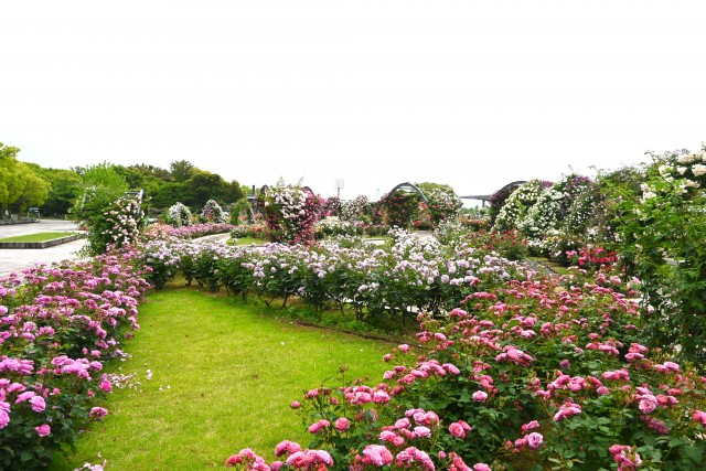 rose_250521_03