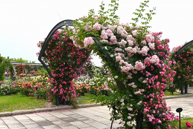 rose_250521_04