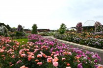 rose_250521_05