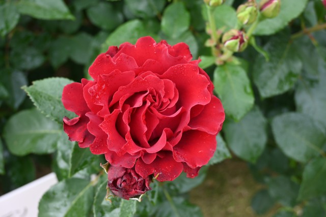 rose_250521_06