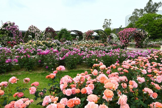 rose_250521_07