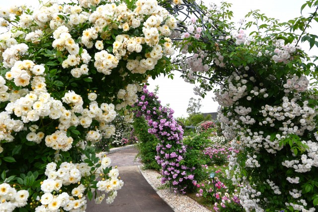 rose_250521_08