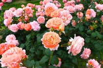 rose_250521_09