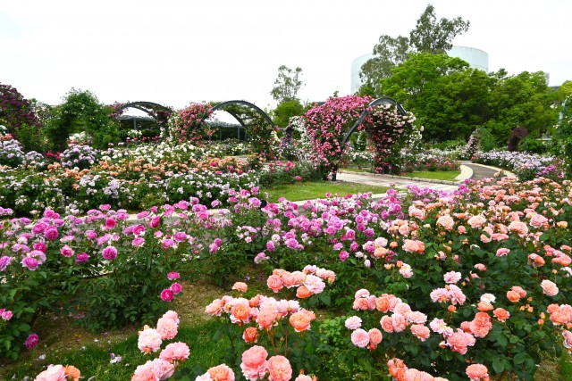 rose_250521_10