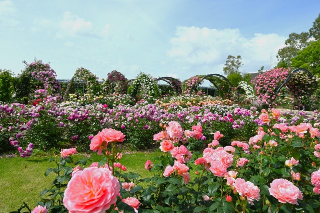 rose_250527_01