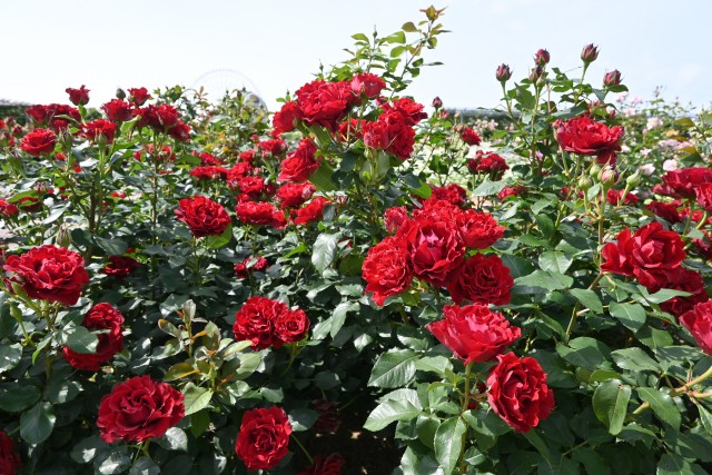 rose_250527_02