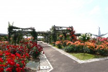 rose_250527_03