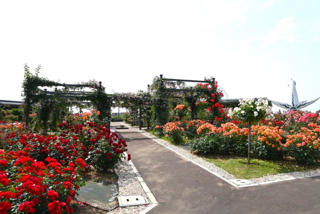 rose_250527_03