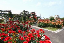 rose_250527_04