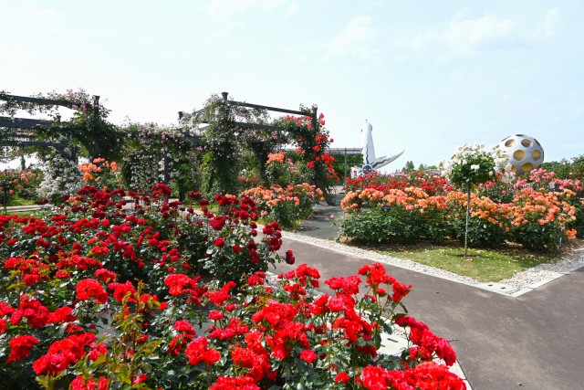 rose_250527_04