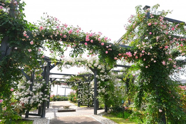rose_250527_05