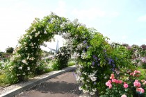 rose_250527_06