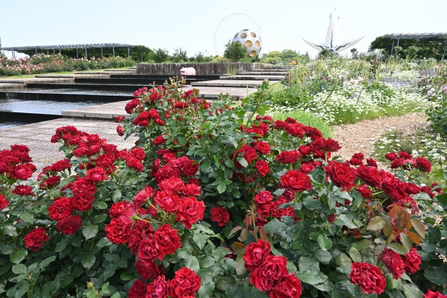 rose_250604_01