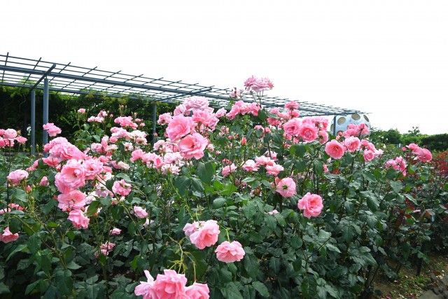 rose_250604_02