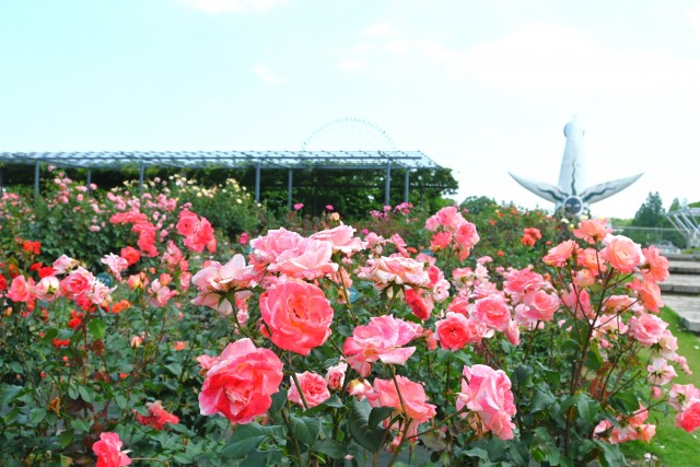 rose_250604_03