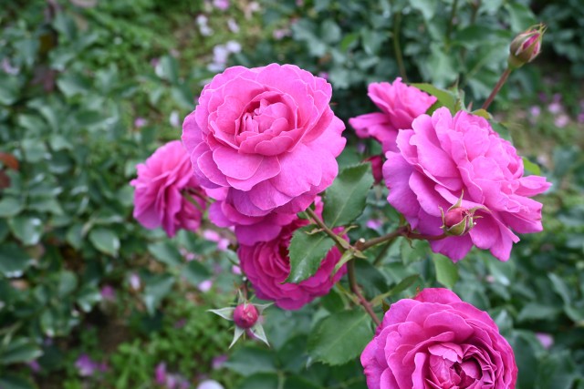 rose_250604_04
