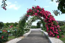 rose_250604_05