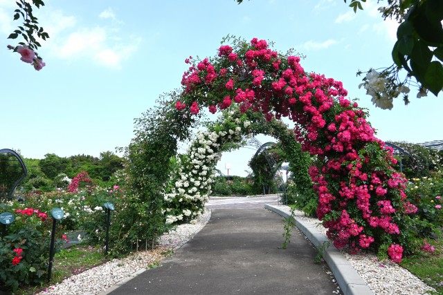rose_250604_05