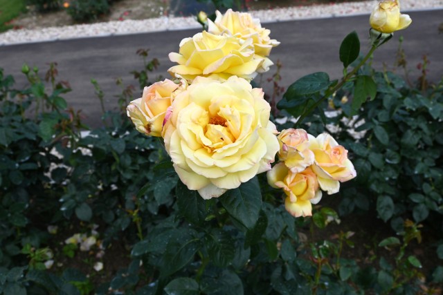 rose_250604_06