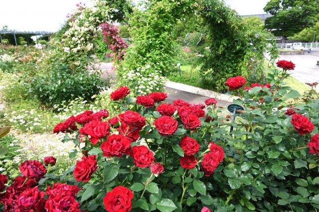 rose_250613_01