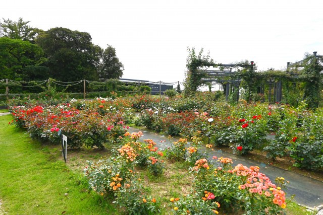 rose_250613_02