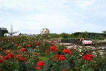 rose_250613_03