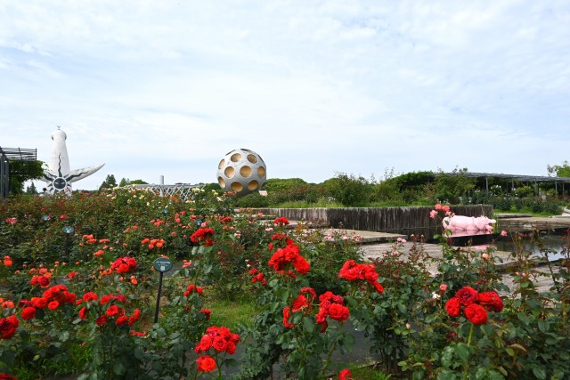 rose_250613_03