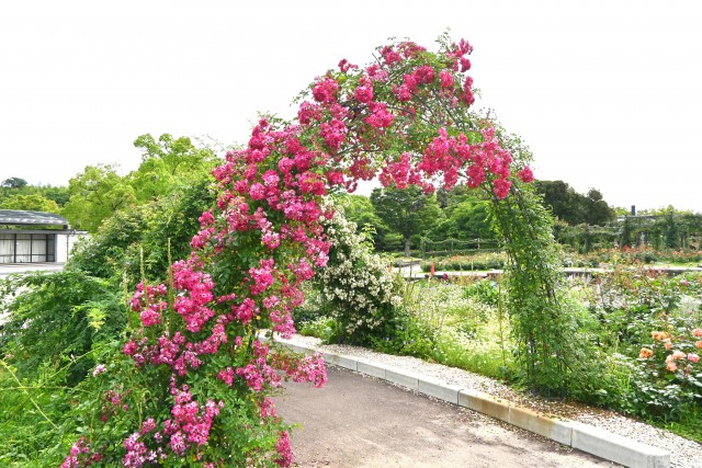 rose_250613_04