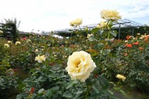 rose_250613_05