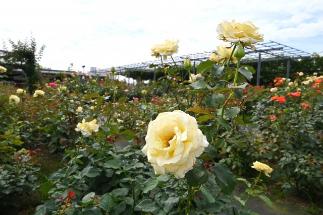 rose_250613_05
