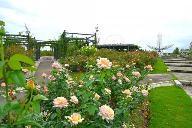 rose_251016_01
