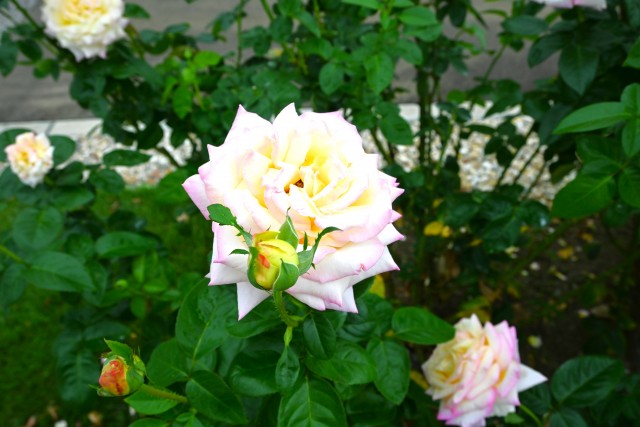 rose_251016_02
