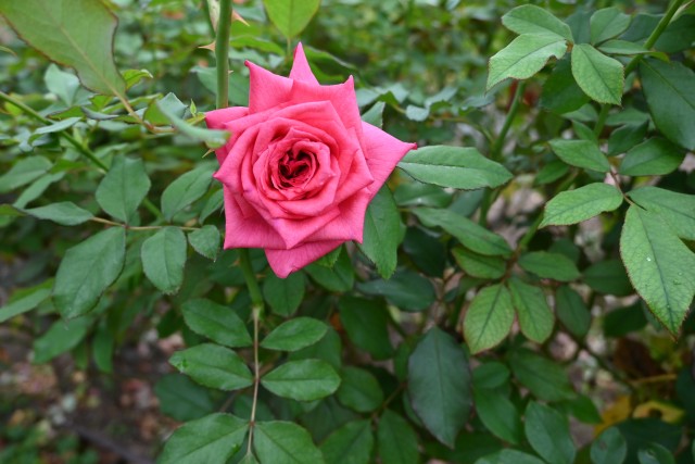 rose_251016_03