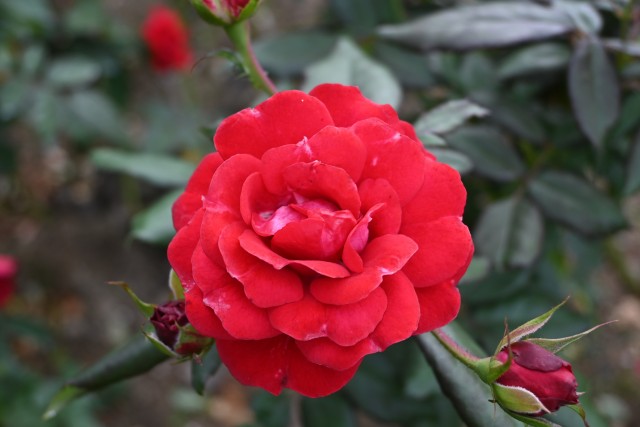 rose_251016_04