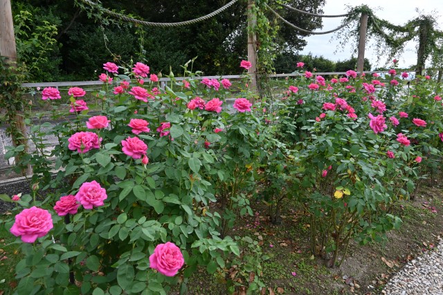 rose_251016_05
