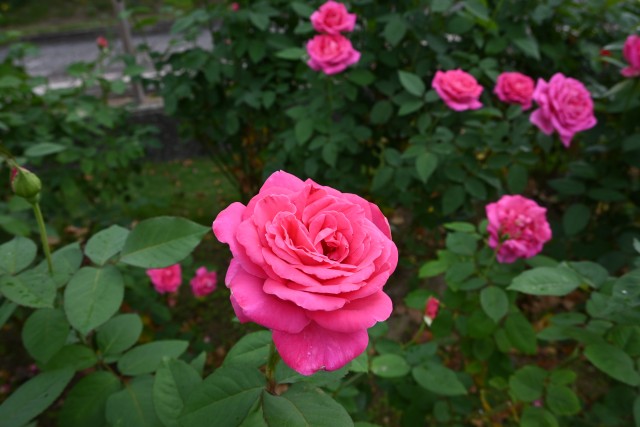 rose_251016_06