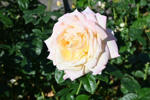 rose_251023_01