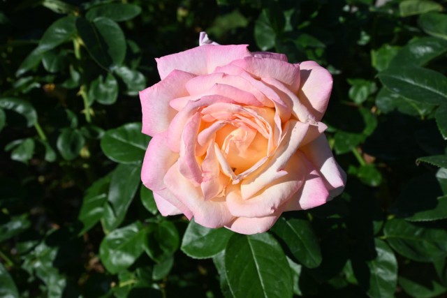 rose_251023_02