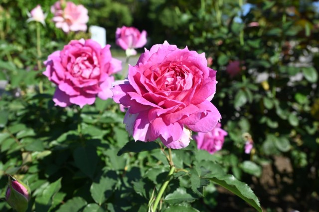 rose_251023_06