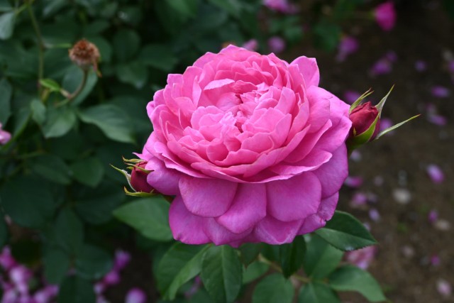 rose_251029_03