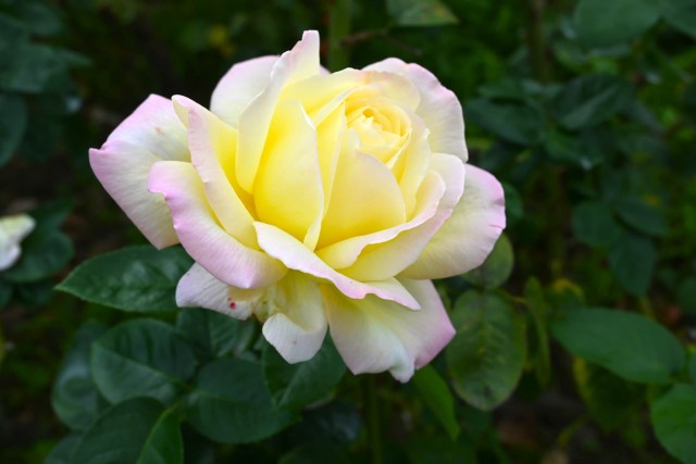 rose_251106_01