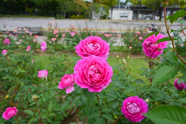 rose_251106_04