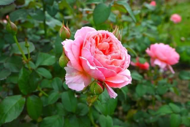 rose_251106_06