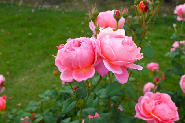 rose_251119_01