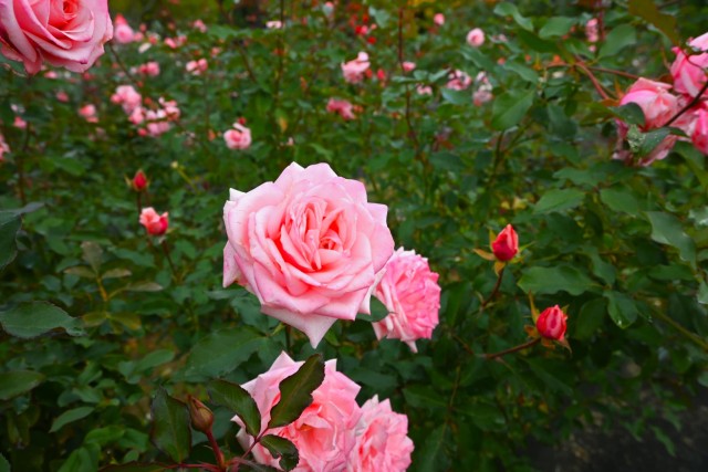 rose_251119_05
