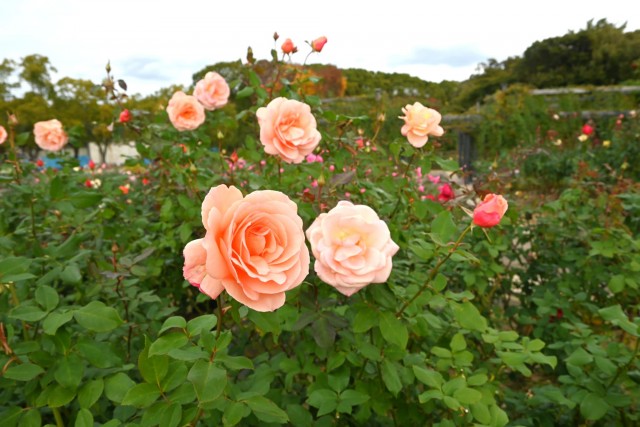 バラ | 万博記念公園