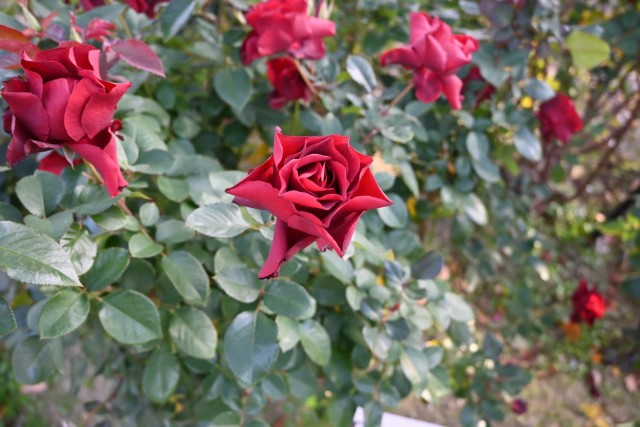 バラ | 万博記念公園