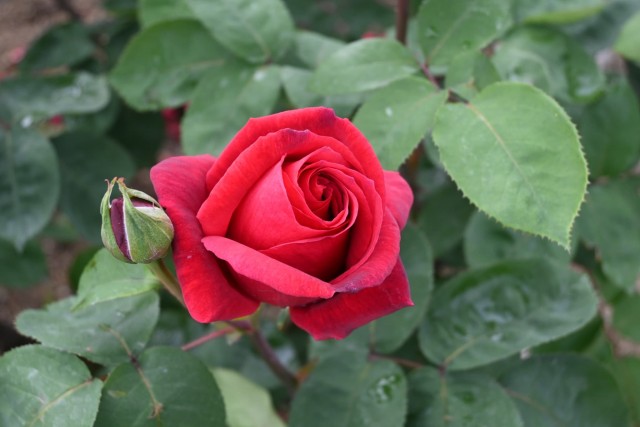  rose_260429_01